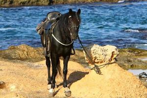 Domestic horses at a stable in Israel. photo