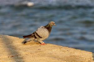 Wild pigeons in a city park in Israel. photo