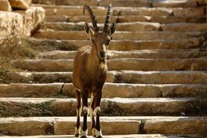 las cabras viven en una reserva natural en el desierto de negev. foto