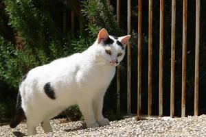 The domestic cat is a mammal of the cat family of the carnivora order. photo