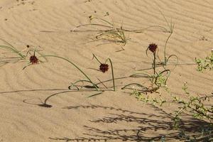 Green plants and flowers grow on the sand in the desert. photo