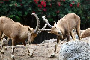 Goats live in a nature reserve in the Negev desert. photo