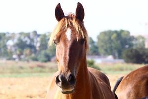 Domestic horses at a stable in Israel. photo