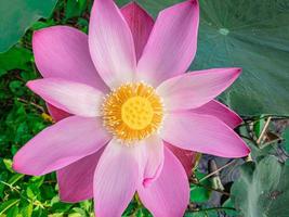 Top view pink lotus flower photo