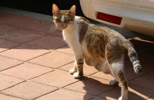 The domestic cat is a mammal of the cat family of the carnivora order. photo