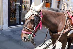 caballos domésticos en un establo en israel. foto