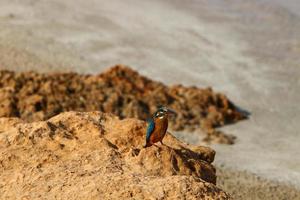 The kingfisher sits on the rocks on the seashore. photo