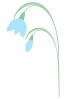 Snowdrop. Spring flower and blue bud. Color vector illustration. Tender plant with green stem. Flat style. Isolated background. Idea for web design, invitations