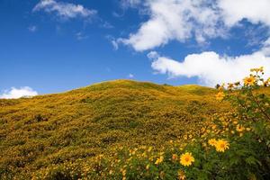 Mexican Sunflower Weed on the mountain,Mae Hong Son Province,Thailand. photo