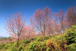 Sakura flowers blooming blossom in PhuLomLo Loei Province , Thailand photo