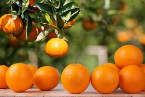 Fresh orange on wood table in garden photo