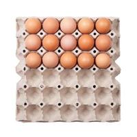 Eggs in paper tray photo