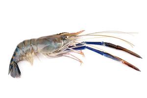 Fresh shrimp, Giant freshwater prawn on white photo