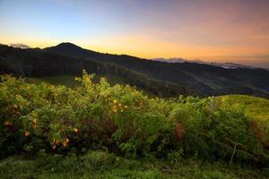 Landscape sunrise,Mexican sunflower weed photo