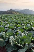 Many green cabbages in the agriculture fields at Phutabberk Phetchabun, Thailand photo