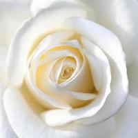 close up of white rose photo