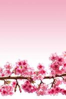 Branch with pink sakura blossoms. photo