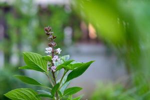 Close up basil leaves on nature bokeh background photo