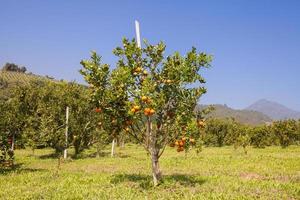 Orange orchard in northern Thailand photo