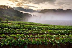 Brumoso amanecer en el jardín de fresas en la montaña Doi Ang-Khang, Chiang Mai, Tailandia foto