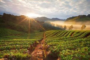 Brumoso amanecer en el jardín de fresas en la montaña Doi Ang-Khang, Chiang Mai, Tailandia foto