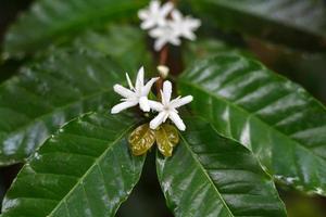 Coffee tree blossom with white color flower photo