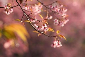 Close up branch with pink sakura blossoms in morning photo