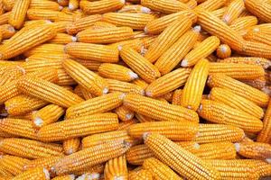 dry corn background photo