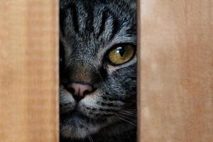 retrato de gato de ojos marrones, primer plano foto