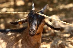 las cabras viven en una reserva natural en el desierto de negev. foto