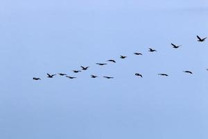 Birds in the sky over the Mediterranean Sea. photo