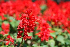 Close-up Red Salvia photo