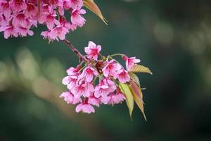 Branch with pink sakura blossoms. photo