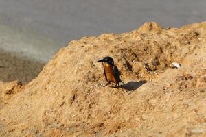 The kingfisher sits on the rocks on the seashore. photo