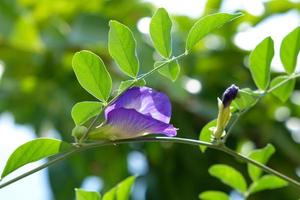 Pea flower in graden photo