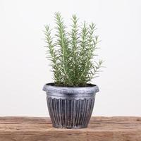 rosemary inside a black pot on wood table, rosmarinus officinalis photo