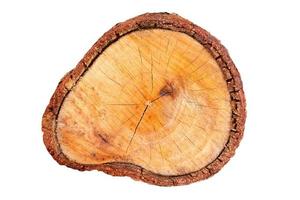 Cross section of tree trunk isolated on white background photo