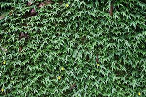 green leaf texture background photo