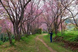 Man tourists using mobile take a photo of  pink sakura blossoms on dirt road in thailand