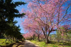 Cherry blossom pathway in Khun Wang ChiangMai, Thailand. photo