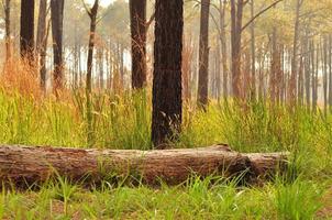 Broken pine tree in forest photo