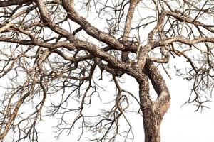 Tree twigs with bare trunks and branches photo