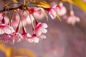 Close up branch with pink sakura blossoms in morning