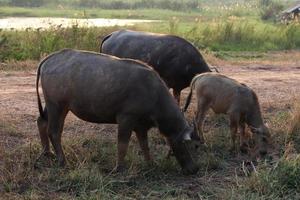 buffalo in the field thailand photo