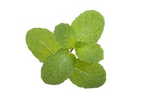 Green peppermint leaves on white background photo