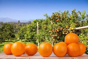 naranja fresca en la mesa de madera en el jardín foto