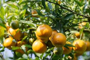 Orange tree in graden photo