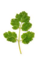 coriander herb plant photo