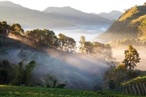 misty morning sunrise in strawberry garden at Doi Ang khang mountain, chiangmai thailand photo