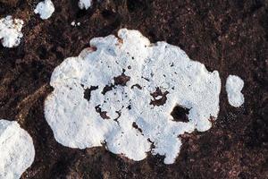 Lichens growing on a stone surface photo